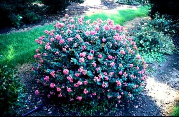 Pocomoke Crape Myrtle (Lagerstroemia 'Pokomoke')