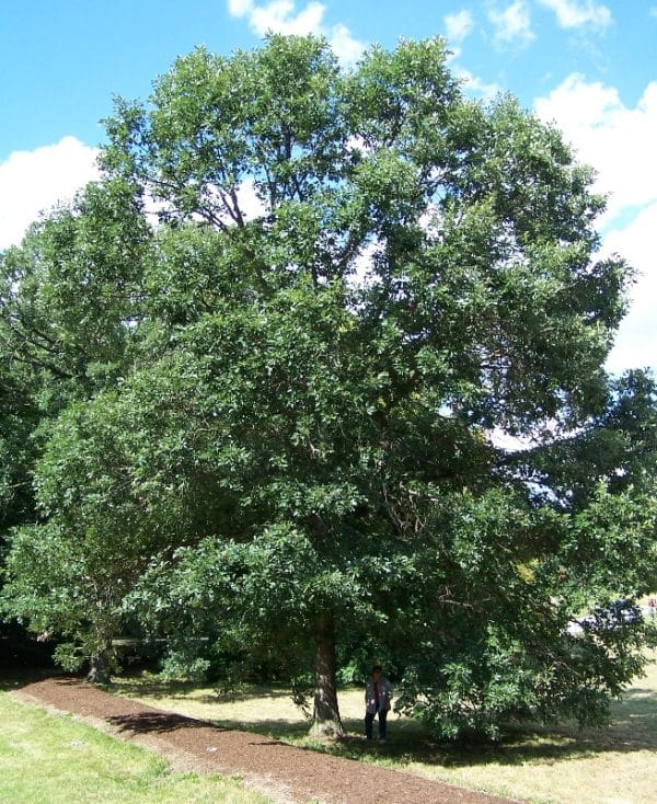 Swamp White Oak (Quercus bicolor) - Image 2