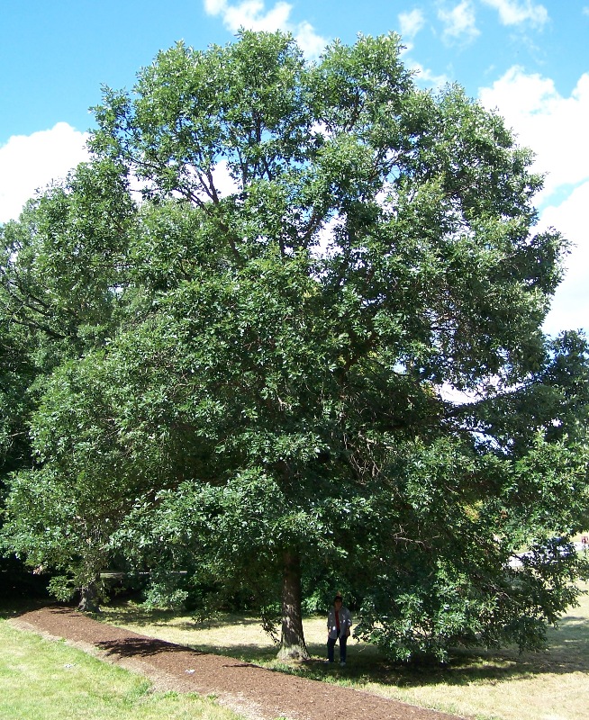 Swamp White Oak (Quercus bicolor) - Image 2