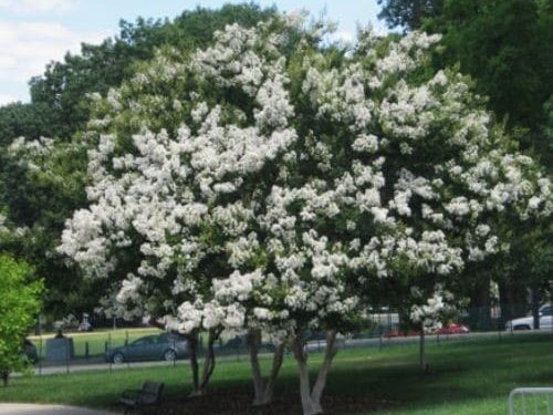 Sarah's Favorite Crape Myrtlesara