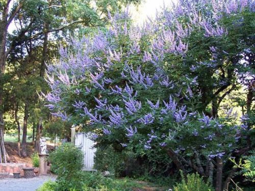 Vitex, Shoal's Creek (Vitex agnus-castus 'Shoal's Creek')