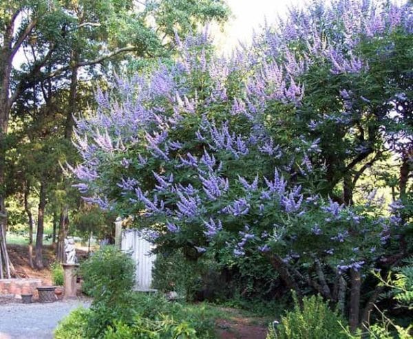 Vitex, Shoal's Creek (Vitex agnus-castus 'Shoal's Creek')