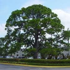 Pine, Slash (Pinus elliottii)