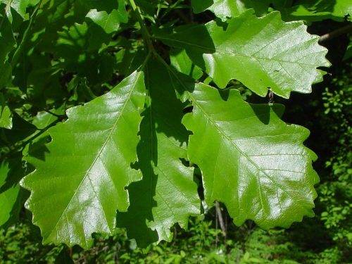 Swamp White Oak (Quercus bicolor)