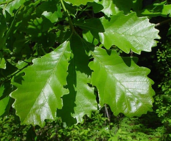 Swamp White Oak (Quercus bicolor)