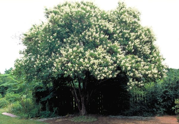 Townhouse Crape Myrtle (Lagerstroemia 'Townhouse') - Image 2