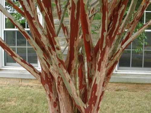 Townhouse Crape Myrtle (Lagerstroemia 'Townhouse')