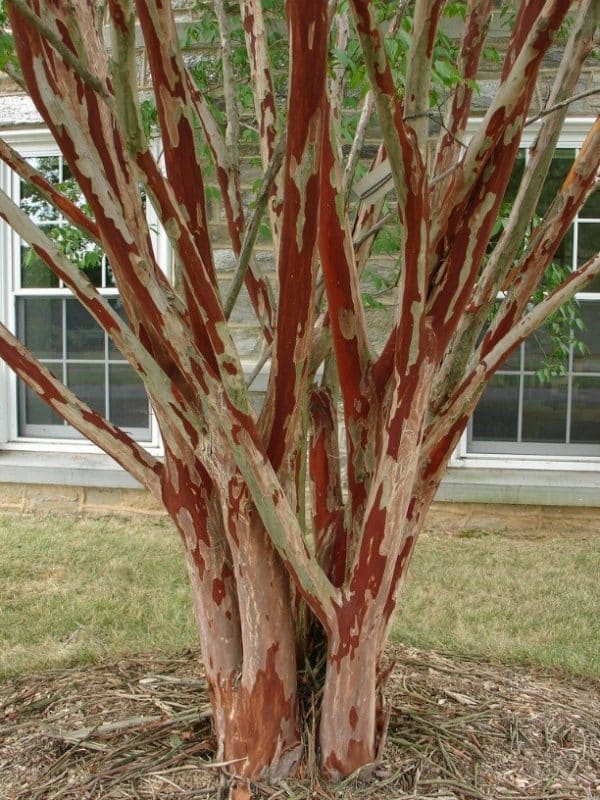 Townhouse Crape Myrtle (Lagerstroemia 'Townhouse')
