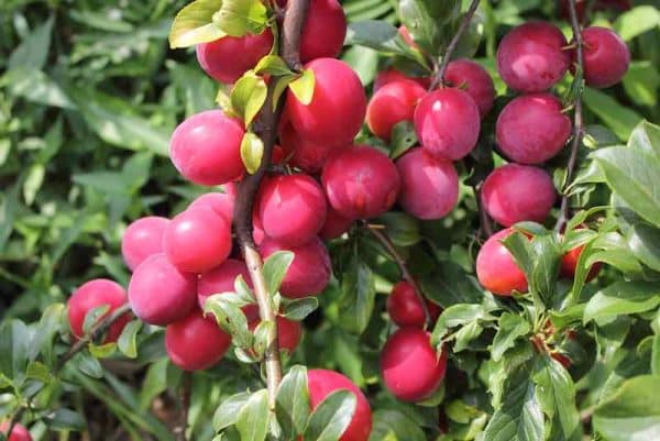 Plum, Standard, Bruce - Image 2
