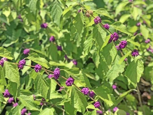 American Beautyberry (Callicarpa americana)