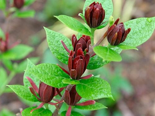 Carolina Sweetshrub Allspice (Calycanthus floridus)