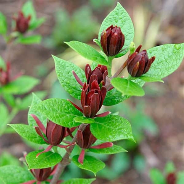 Carolina Sweetshrub Allspice (Calycanthus floridus)