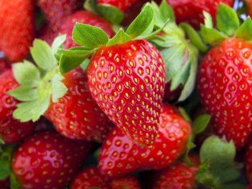 Strawberry, Chandler (10 plants)