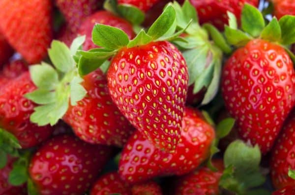 Strawberry, Chandler (10 plants)