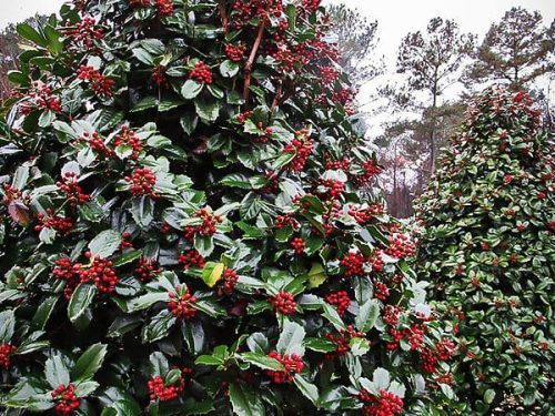 Emily Bruner Holly (Ilex x 'Emily Bruner')