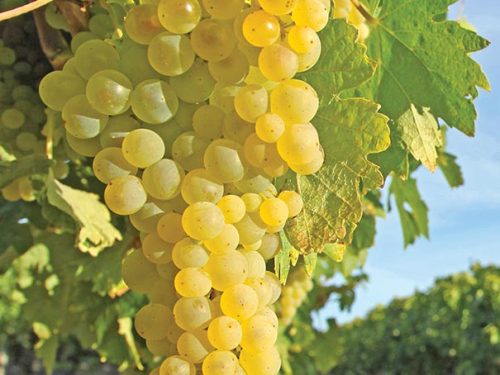 Grape, Himrod