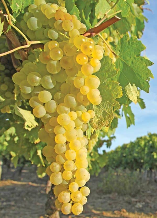 Grape, Himrod