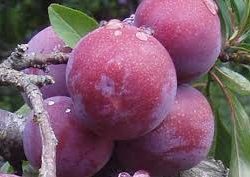 Plum, Standard, Methley