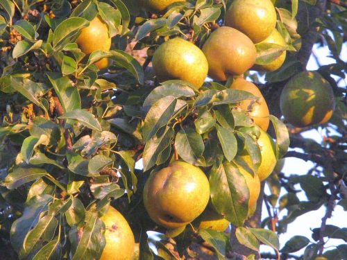Pear, Standard, Orient