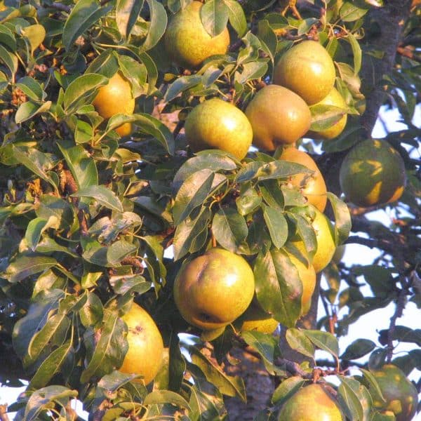 Pear, Standard, Orient