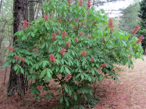 Red Buckeye (Aesculus pavia)