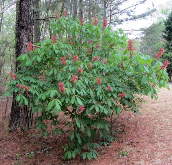 Red Buckeye (Aesculus pavia)