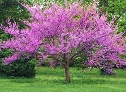 Redbud, native (Cercis canadensis)