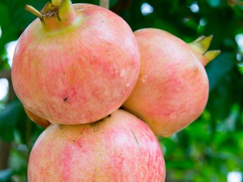 Pomegranate, Salvatski