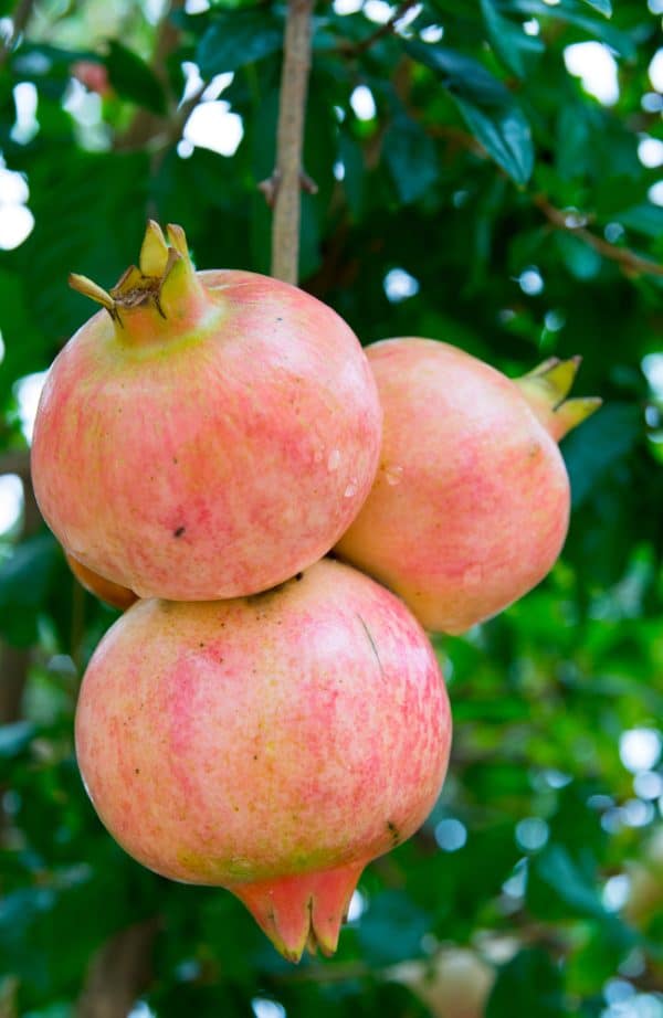 Pomegranate, Salvatski