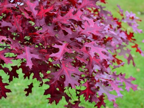 Scarlet Oak (Quercus coccinea)