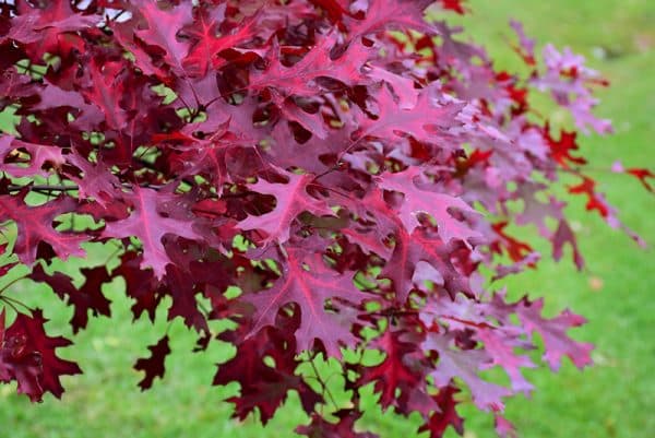 Scarlet Oak (Quercus coccinea)