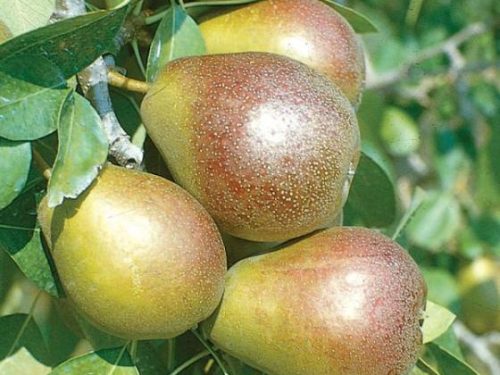 Pear, Standard, Sugar (Seckel)