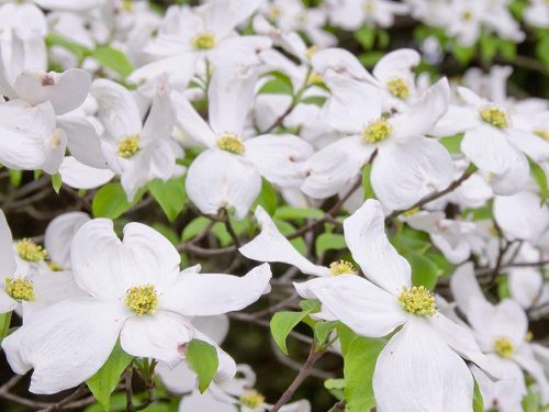 Dogwood, white native (Cornus florida)