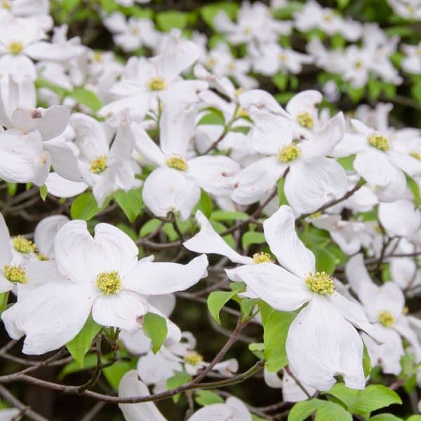 Dogwood, white native (Cornus florida)