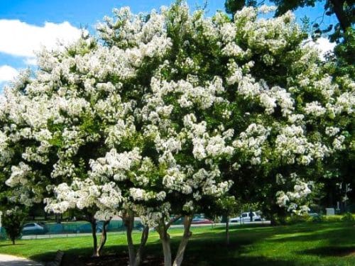 Acoma Crape Myrtle (Lagerstroemia x 'Acoma')