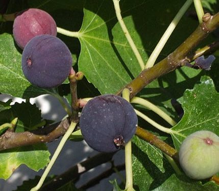 Fig, Chicago Hardy