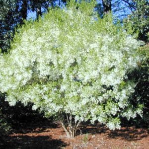 Fringe Tree, Chionanthus virginicus