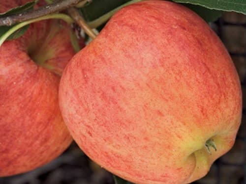 APPLE Standard, Gala