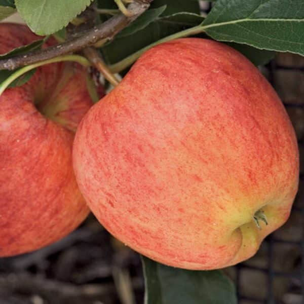 APPLE Standard, Gala