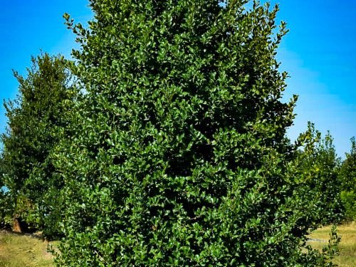 Greenleaf Holly (Ilex opaca 'Greenleaf')