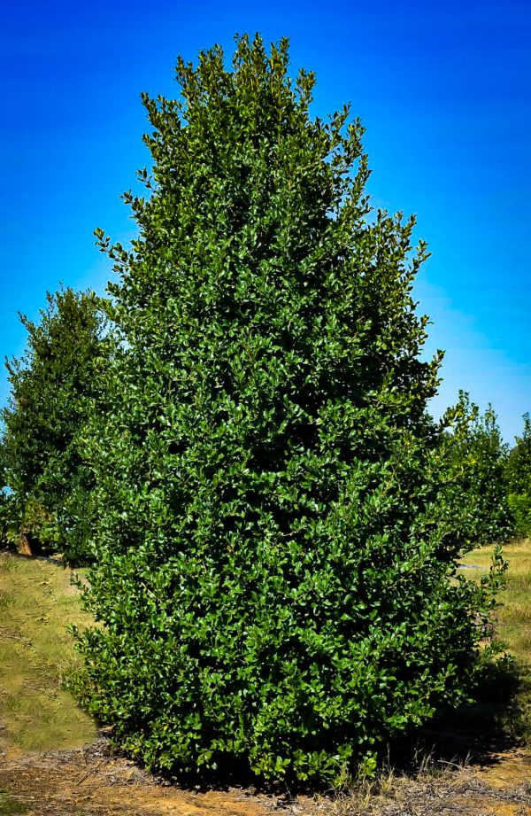 Greenleaf Holly (Ilex opaca 'Greenleaf')