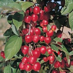 Crabapple, Callaway