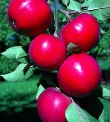 Apple Standard, Red Rome