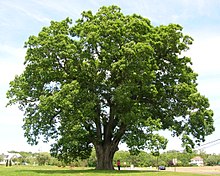White Oak (Quercus alba)