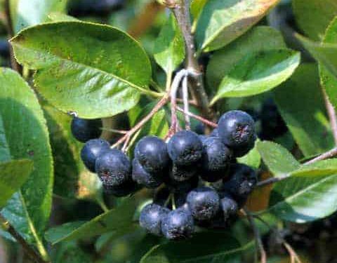 Chokeberry, Aronia black