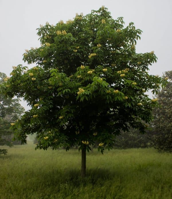 Buckeye, Yellow (Aesculus flava) - Image 2