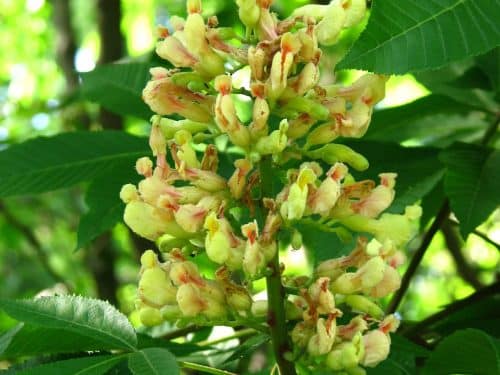 Buckeye, Yellow (Aesculus flava)