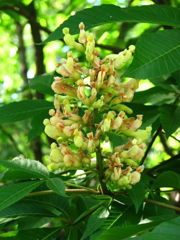 Buckeye, Yellow (Aesculus flava)