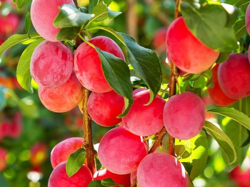 Plum, Standard, AU Rosa