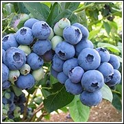 Blueberry, Titan (Rabbiteye)